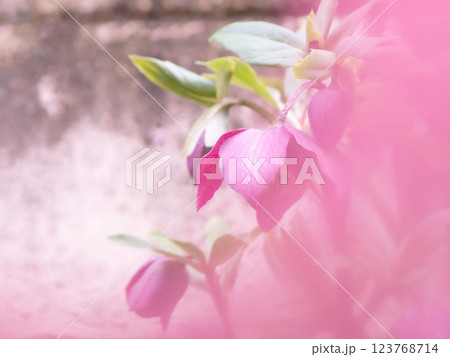 満開の赤紫色のクリスマスローズ【冬】【春】 123768714