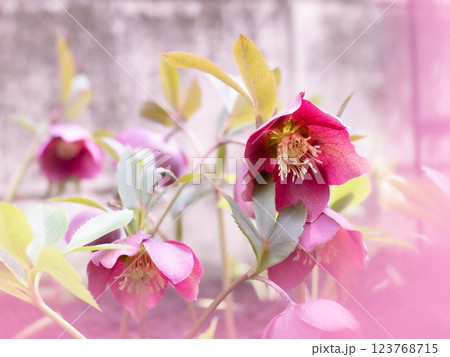 満開の赤紫色のクリスマスローズ【冬】【春】 123768715