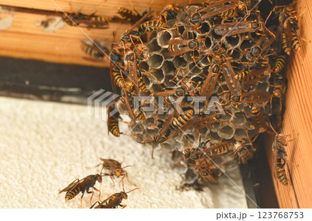 民家の軒先に作ったアシナガバチの巣 123768753