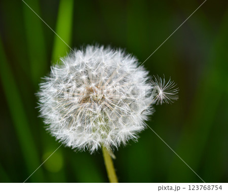 タンポポの綿帽子 123768754