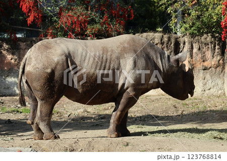 大阪天王子動物園の暖かな一日 大阪天王子動物園の暖かな一日 123768814