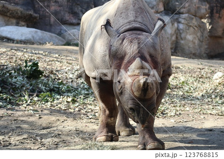 大阪天王子動物園の暖かな一日 123768815