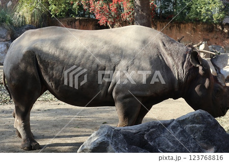 大阪天王子動物園の暖かな一日 大阪天王子動物園の暖かな一日 123768816
