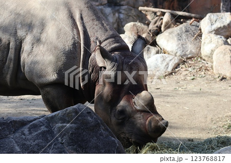 大阪天王子動物園の暖かな一日 123768817