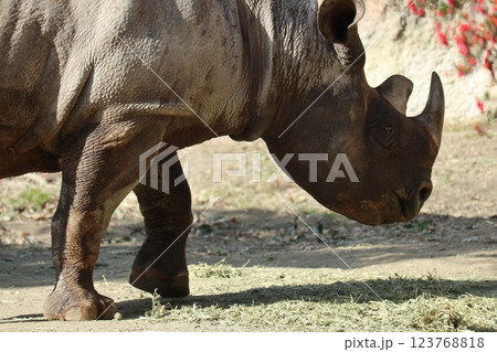 大阪天王子動物園の暖かな一日 123768818