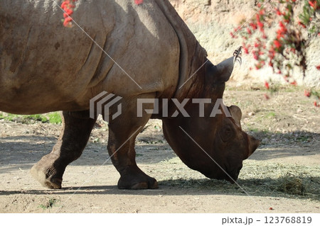 大阪天王子動物園の暖かな一日 123768819