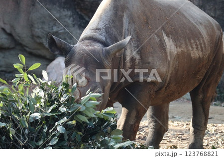 大阪天王子動物園の暖かな一日 123768821