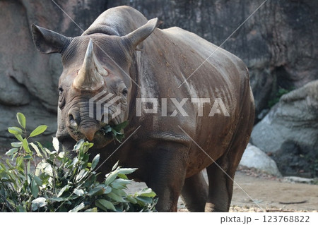 大阪天王子動物園の暖かな一日 大阪天王子動物園の暖かな一日 123768822
