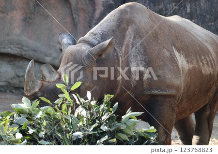 大阪天王子動物園の暖かな一日 大阪天王子動物園の暖かな一日 123768823