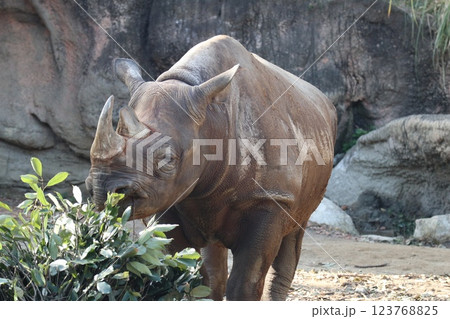 大阪天王子動物園の暖かな一日 123768825
