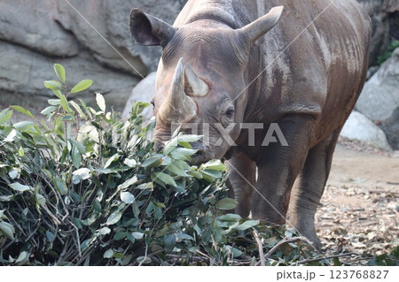 大阪天王子動物園の暖かな一日 123768827