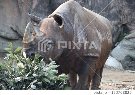 大阪天王子動物園の暖かな一日 123768829
