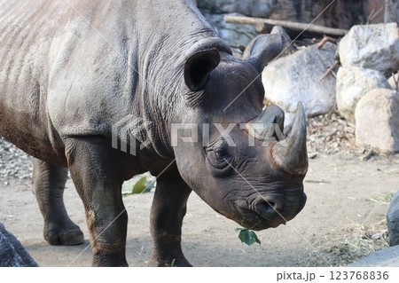 大阪天王子動物園の暖かな一日 123768836