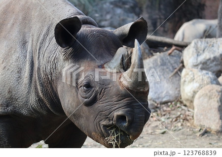 大阪天王子動物園の暖かな一日 123768839