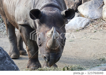 大阪天王子動物園の暖かな一日 123768840