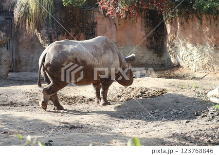 大阪天王子動物園の暖かな一日 大阪天王子動物園の暖かな一日 123768846