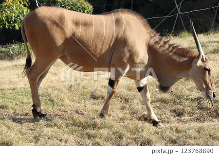 大阪天王子動物園の暖かな一日 大阪天王子動物園の暖かな一日 123768890