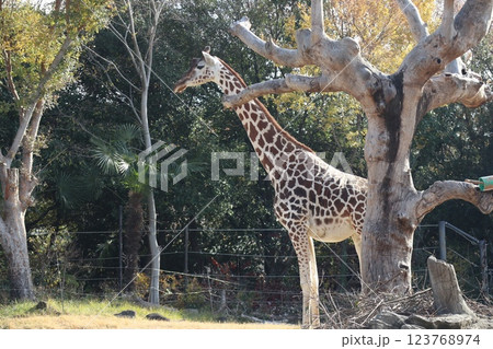 大阪天王子動物園の暖かな一日 123768974