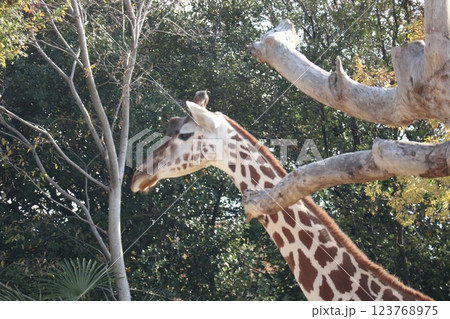 大阪天王子動物園の暖かな一日 大阪天王子動物園の暖かな一日 123768975