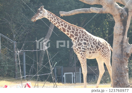 大阪天王子動物園の暖かな一日 大阪天王子動物園の暖かな一日 123768977