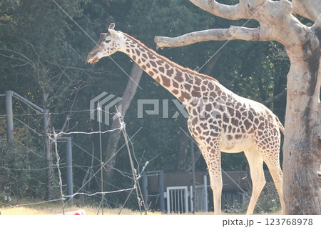 大阪天王子動物園の暖かな一日 123768978