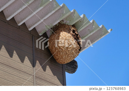 倉庫の屋根に作った巨大なスズメバチの巣 123768983