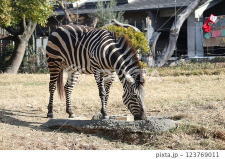大阪天王子動物園の暖かな一日 123769011