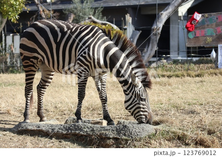 大阪天王子動物園の暖かな一日 123769012