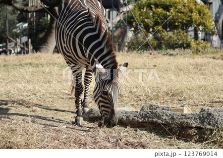 大阪天王子動物園の暖かな一日 123769014