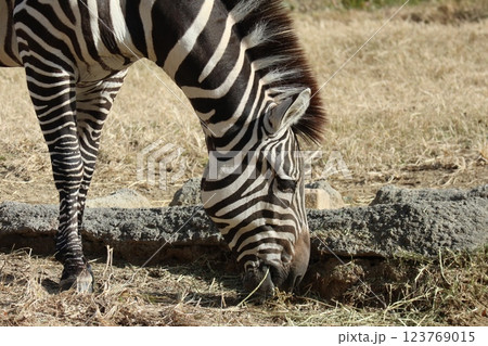 大阪天王子動物園の暖かな一日 123769015
