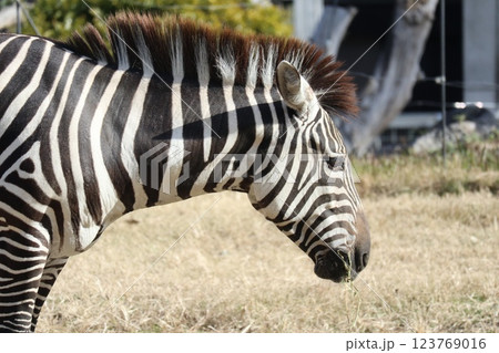 大阪天王子動物園の暖かな一日 123769016