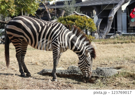 大阪天王子動物園の暖かな一日 123769017