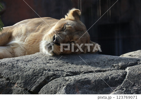 大阪天王子動物園の暖かな一日 大阪天王子動物園の暖かな一日 123769071