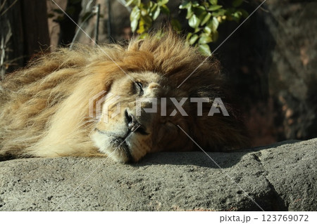 大阪天王子動物園の暖かな一日 123769072