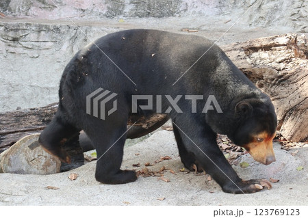 大阪天王子動物園の暖かな一日 大阪天王子動物園の暖かな一日 123769123