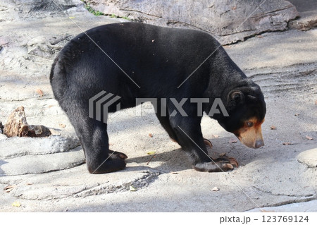 大阪天王子動物園の暖かな一日 123769124