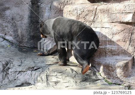 大阪天王子動物園の暖かな一日 大阪天王子動物園の暖かな一日 123769125
