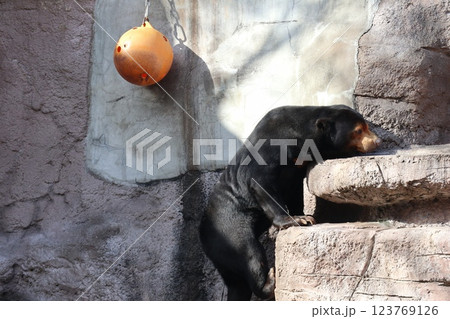 大阪天王子動物園の暖かな一日 大阪天王子動物園の暖かな一日 123769126