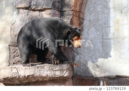 大阪天王子動物園の暖かな一日 123769129