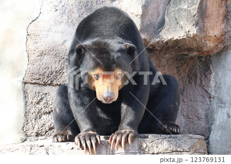 大阪天王子動物園の暖かな一日 大阪天王子動物園の暖かな一日 123769131
