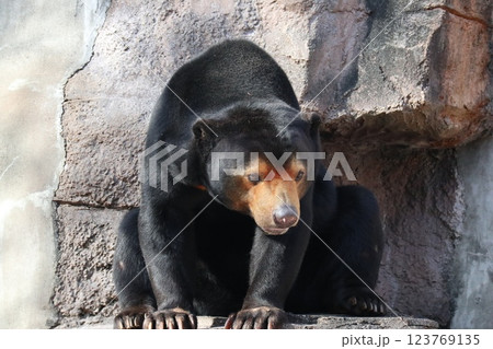 大阪天王子動物園の暖かな一日 123769135