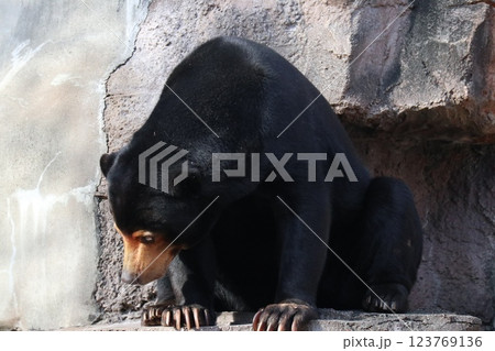 大阪天王子動物園の暖かな一日 大阪天王子動物園の暖かな一日 123769136