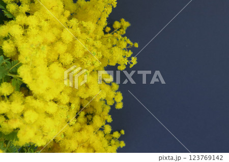 ネイビーの背景にミモザの花束 2 ネイビーの背景にミモザの花束 2 123769142