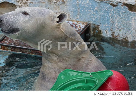 大阪天王子動物園の暖かな一日 123769182