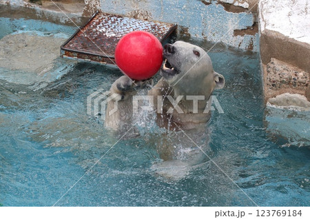 大阪天王子動物園の暖かな一日 123769184
