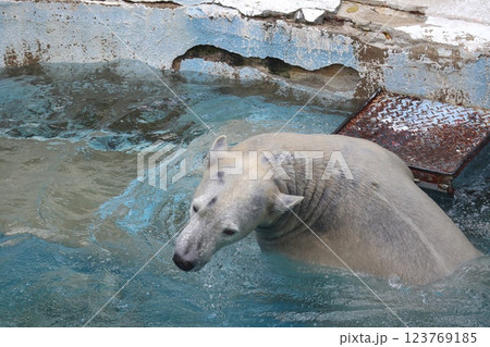 大阪天王子動物園の暖かな一日 123769185