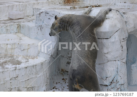 大阪天王子動物園の暖かな一日 大阪天王子動物園の暖かな一日 123769187