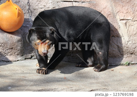 大阪天王子動物園の暖かな一日 大阪天王子動物園の暖かな一日 123769198