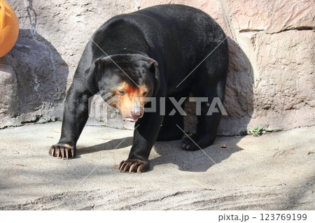 大阪天王子動物園の暖かな一日 大阪天王子動物園の暖かな一日 123769199