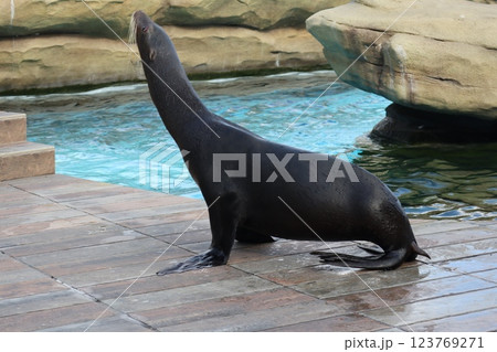 大阪天王子動物園の暖かな一日 123769271